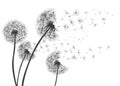 Abstract Dandelions dandelion with flying seeds